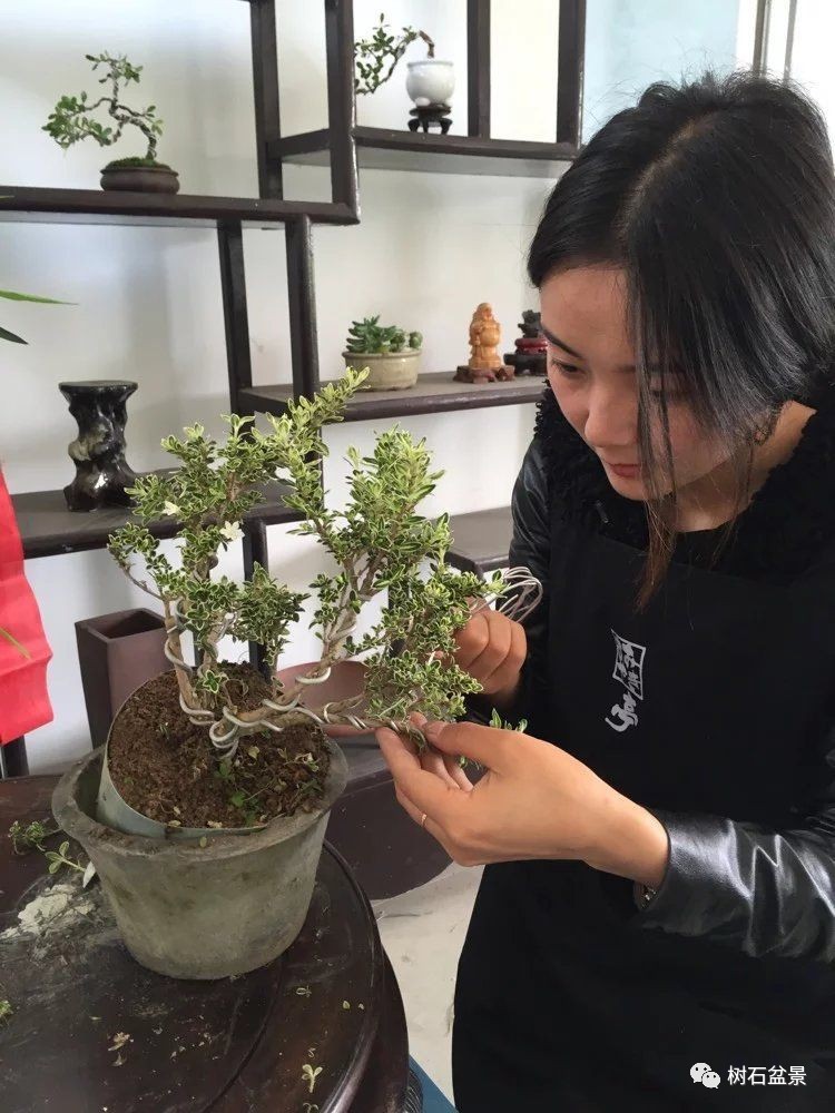 杨派盆景传承人,杨派盆景非遗传承人