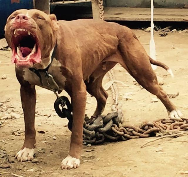 汪汪队比特犬街头咬住边牧,小型犬被边牧咬伤怎么办