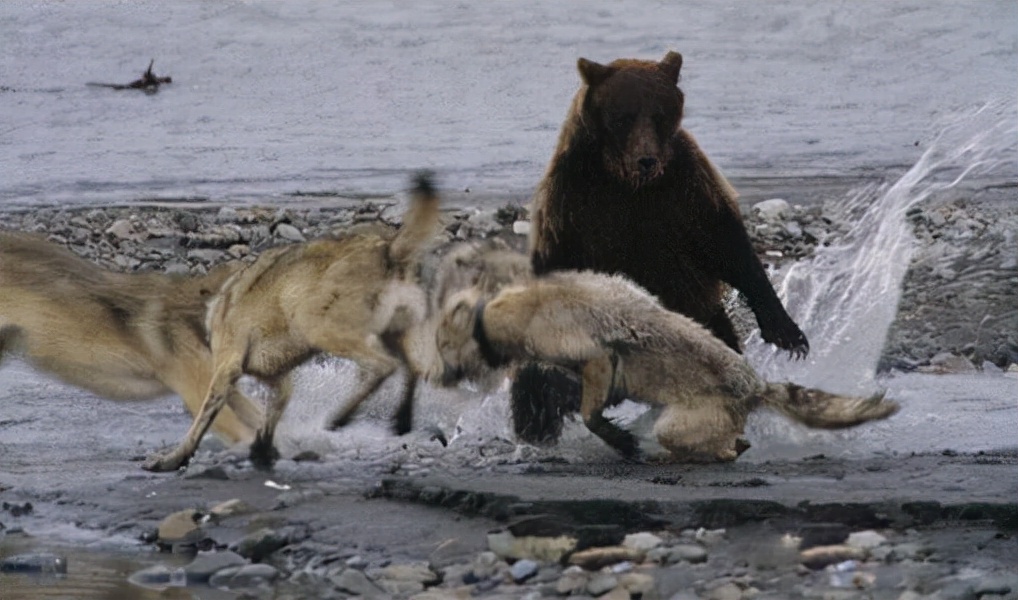 粗心的猎人,猎人打狐狸自己受伤脑筋急转弯