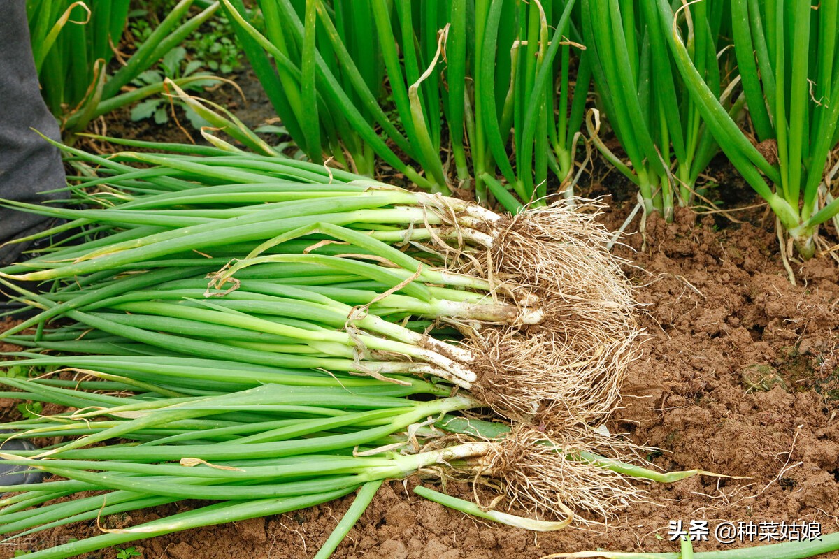 小葱种植方法和几月撒种,小葱种子什么时间播种最佳