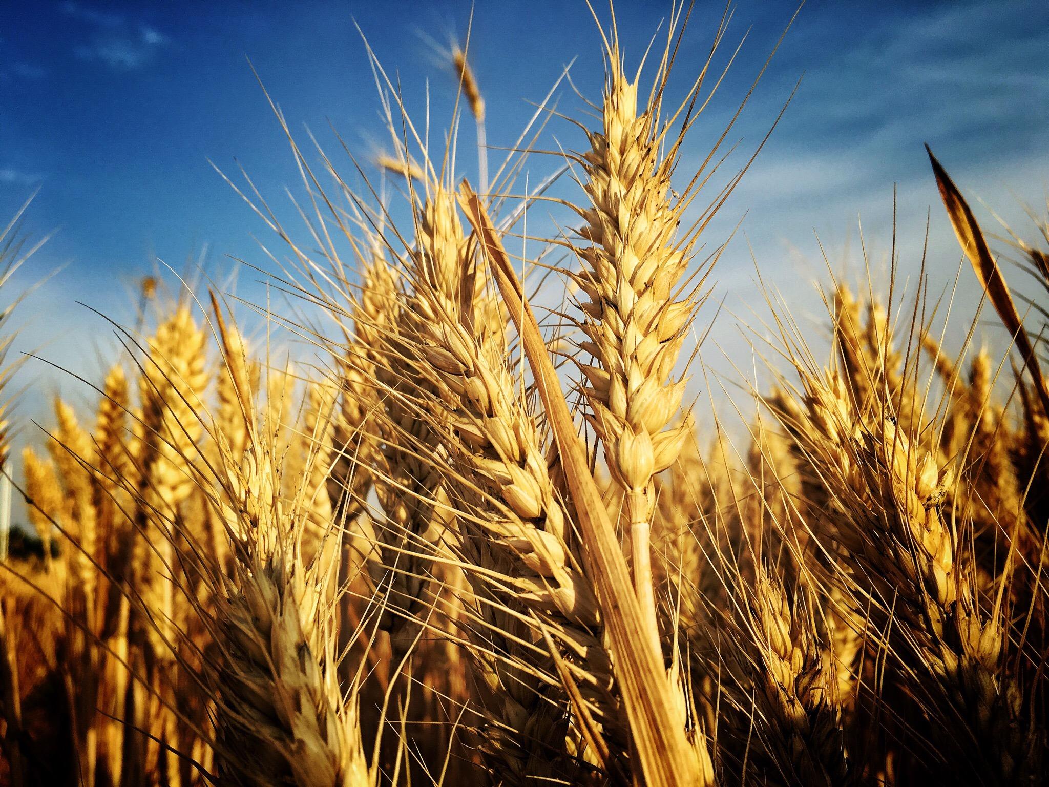 小麦收购中储粮,小麦托市收购点