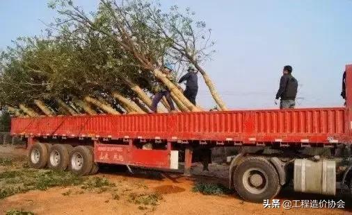 苗木价格及投资价值,苗木预算价格组成