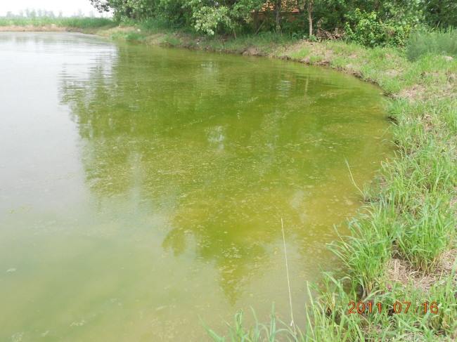 好水养好鱼鱼池,水产养殖水质过硬怎么办