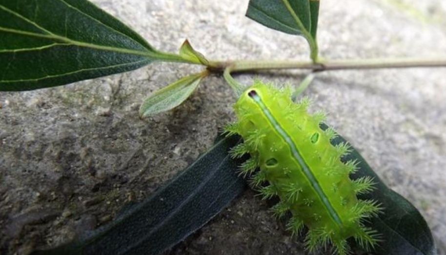 农村有种昆虫蛰人很疼,过去人见人怕,现在受喜欢了