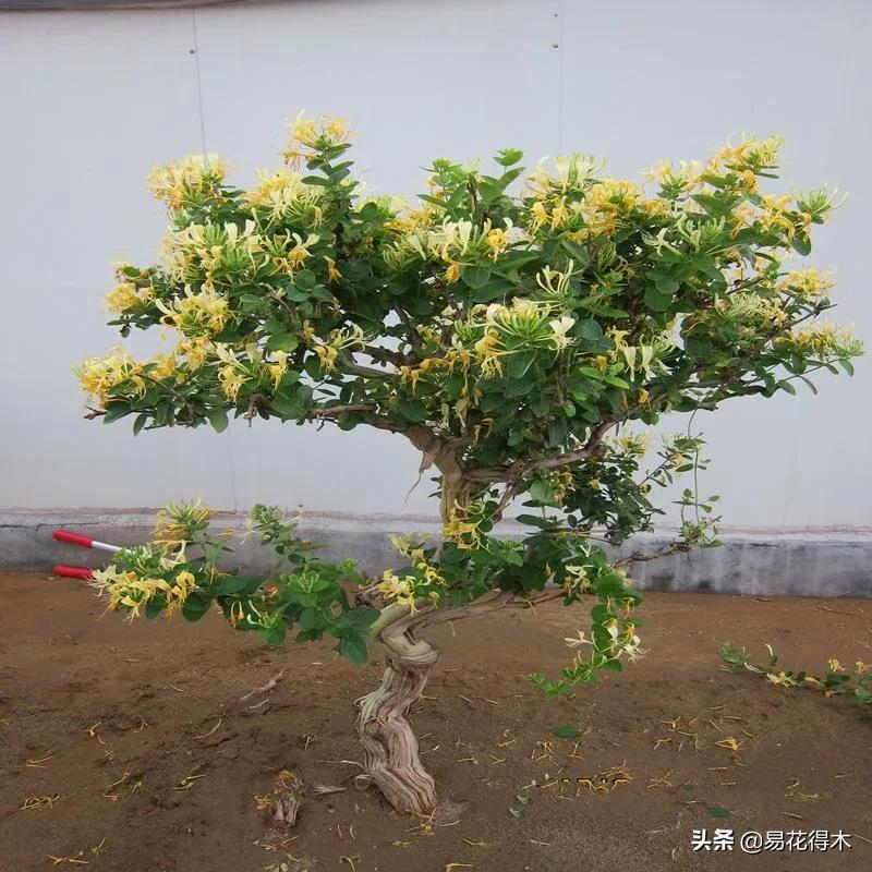 金银花黄叶子有黑斑是怎么回事,金银花现在发黄是啥原因