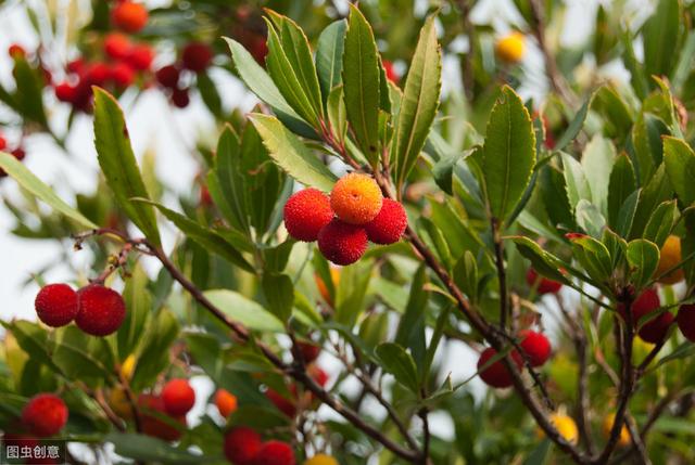 杨梅丰产栽培技术有哪些,杨梅种植方法及管理技术