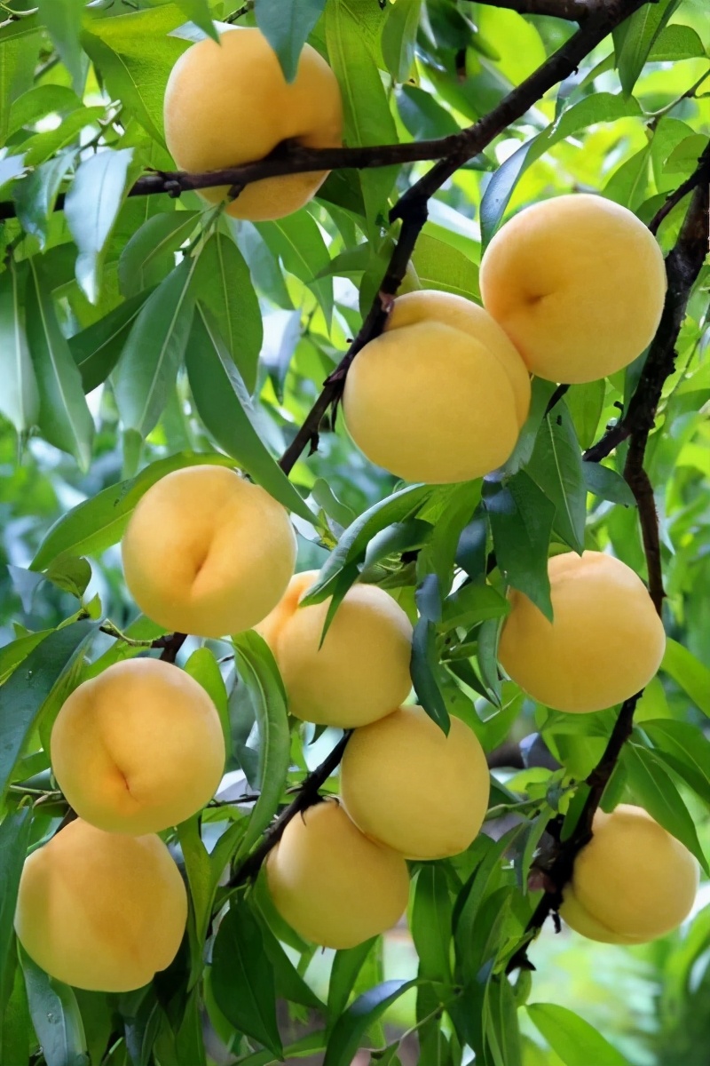 10种果子图片大全,100种果子介绍