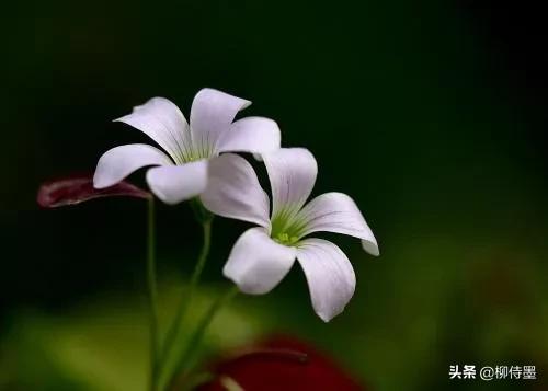 三叶草怎样拍摄,三叶草拍摄教程