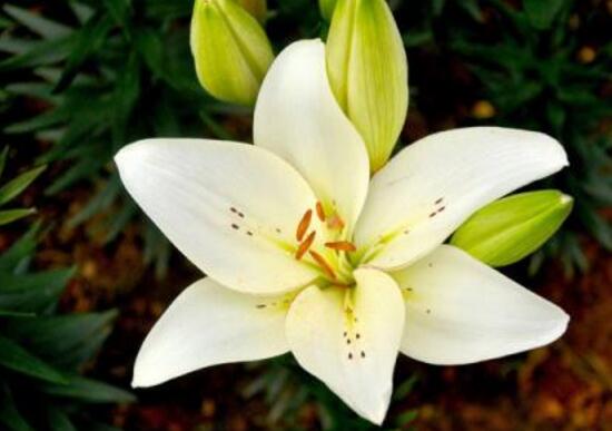 百合花长好高了烂根怎么处理,百合花烂根了茎杆怎么处理