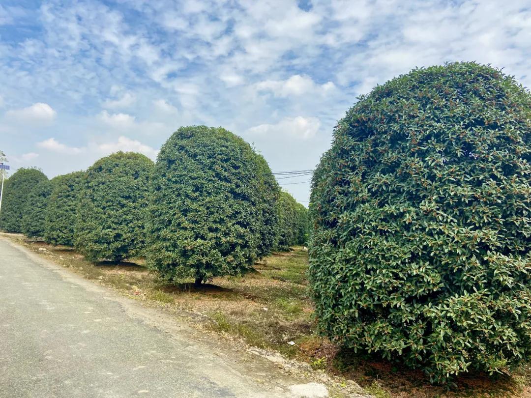 成都郫县桂花最好的地方,成都蒲江桂花观赏地