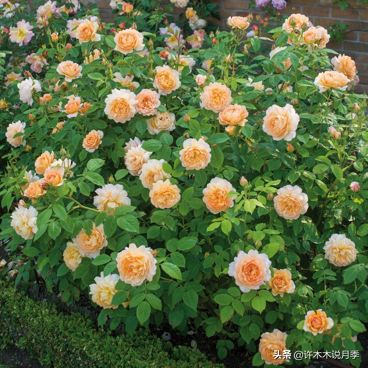 月季不停掉叶子怎么办？教你一招，光杆月季也能重新发芽开花。