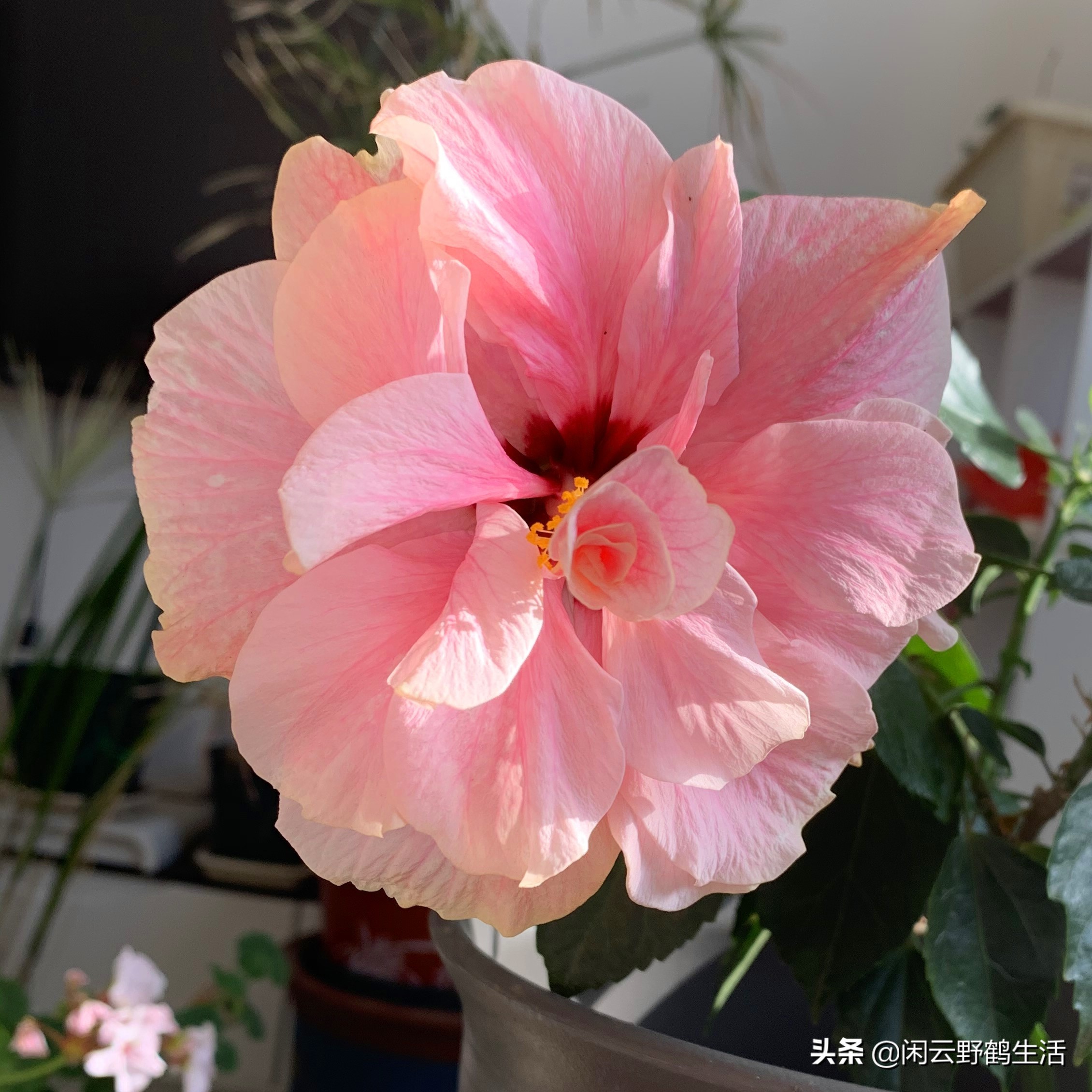 多色扶桑花养护,黄色扶桑花怎样养护和修剪