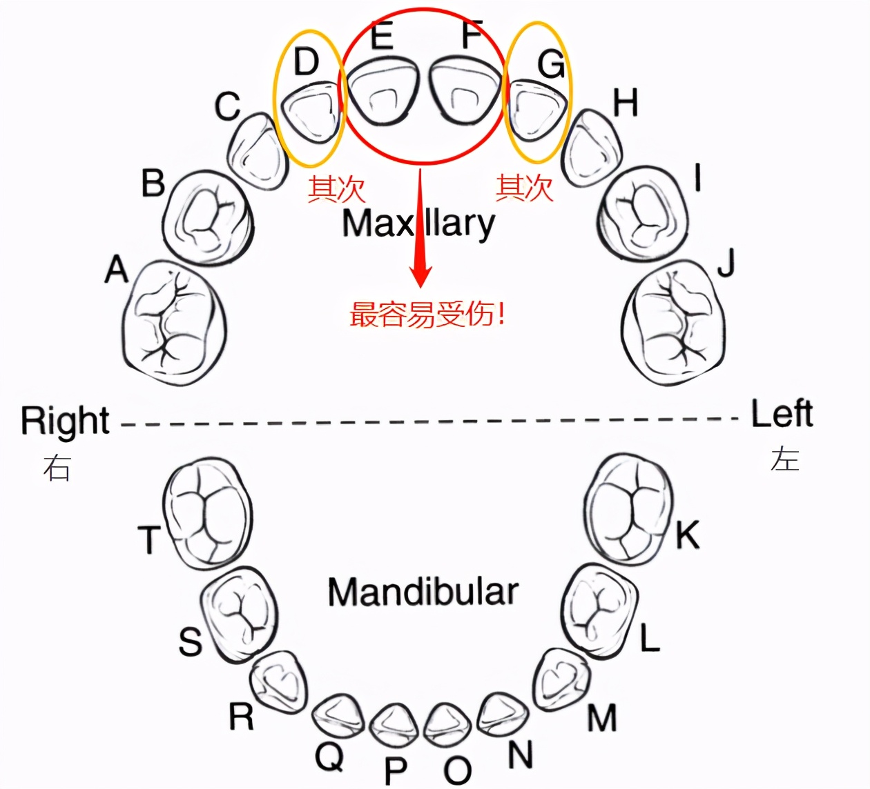 宝宝磕掉乳牙还能再长吗,宝宝磕掉牙会长出来吗
