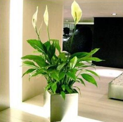 一帆风顺怎么才能开出大的花朵,一帆风顺怎么开出白花