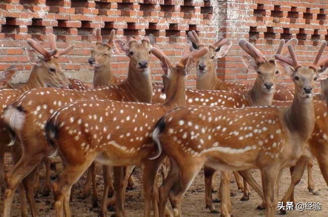 广东梅花鹿养殖,梅花鹿养殖技巧