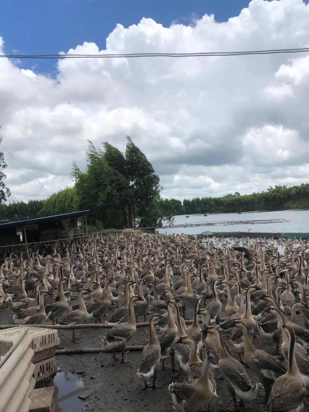 广州正宗顺德火焰醉鹅,广州火焰醉鹅
