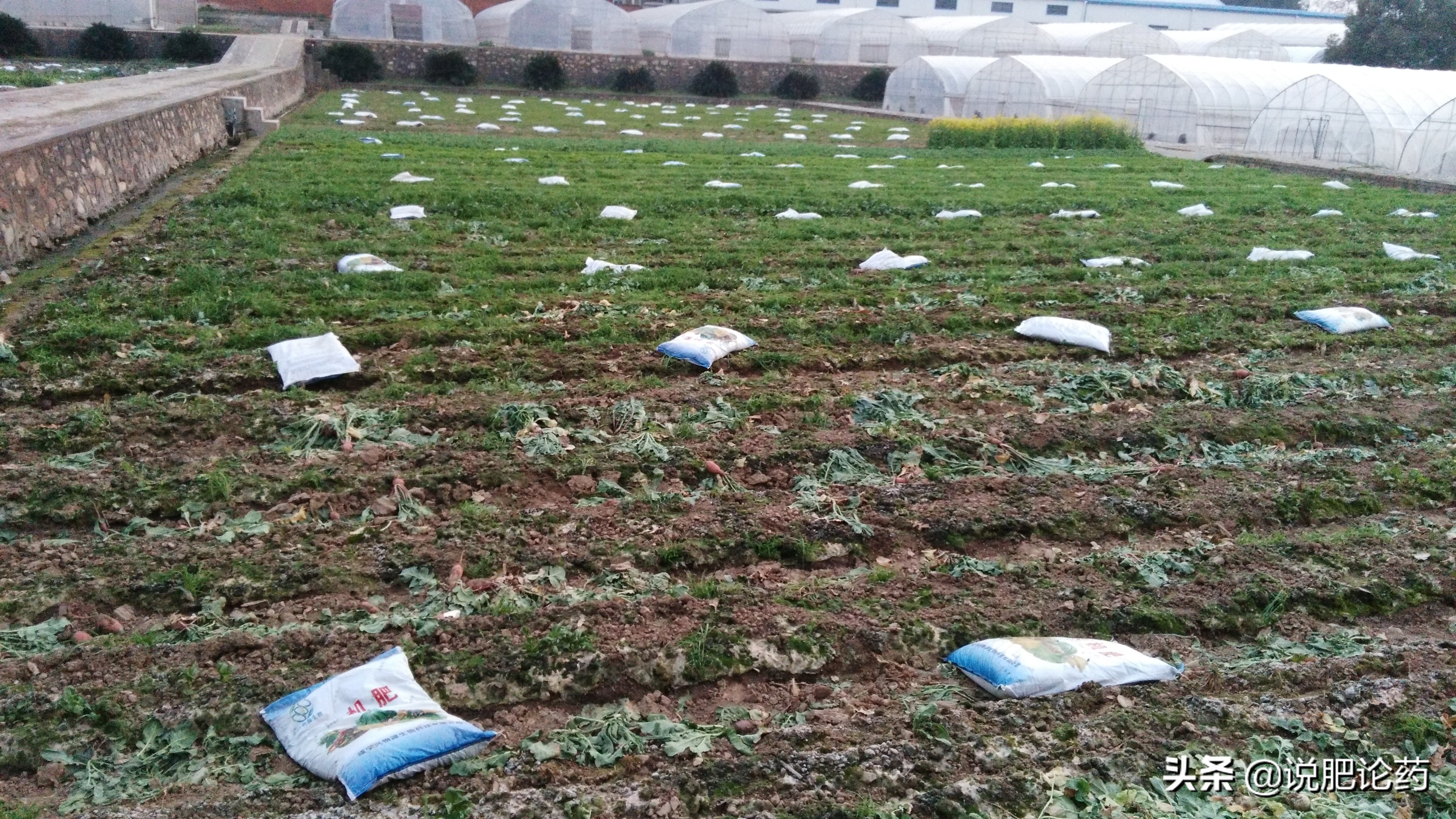 西瓜减肥最有效的方法,西瓜防病治病的特效药