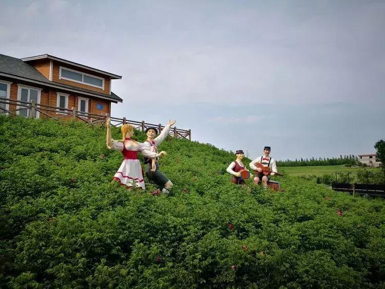 河北绝美自驾游,河北哪里的花海好看最美