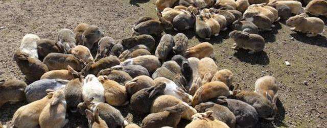 澳洲泛滥的兔子可以吃吗,澳洲的兔子现在还有很多吗