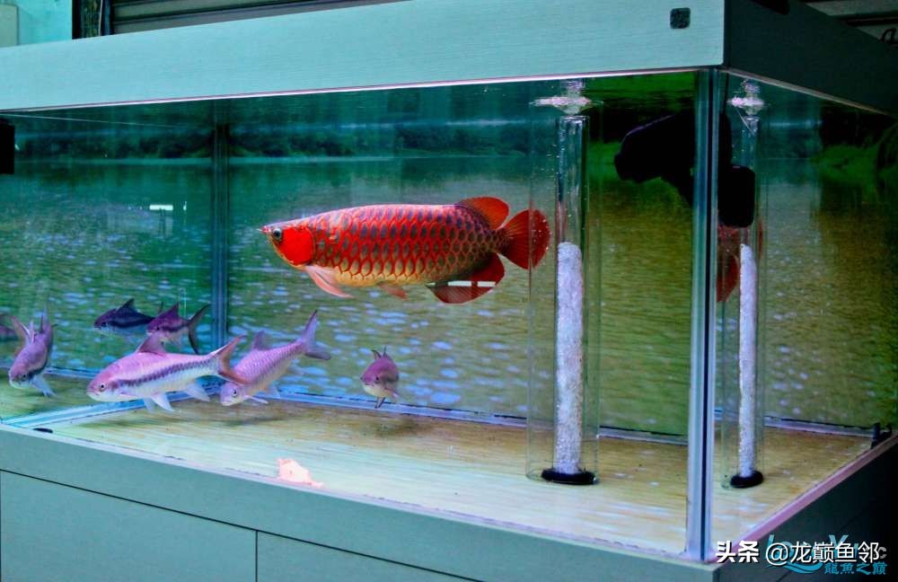 龙鱼不吃食加什么,龙鱼一直不吃食是什么原因