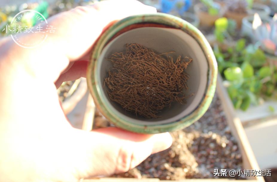 多肉上盆1个多月为什么还没服盆,多肉白牡丹休眠不