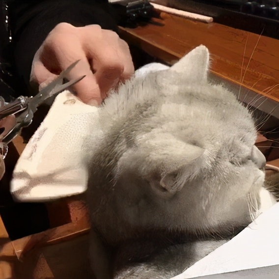 猫咪中暑后如何治疗,猫咪中暑昏厥怎么救