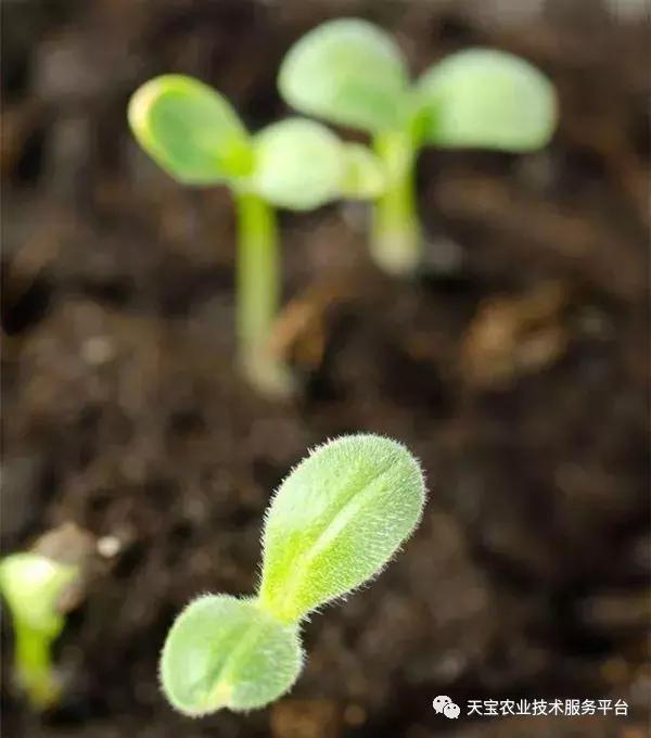 怎么识别种子,陈种子的鉴别方法视频