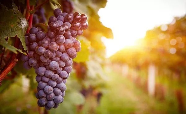 无土栽培和土壤种植技术研究所,农业无土栽培技术培训