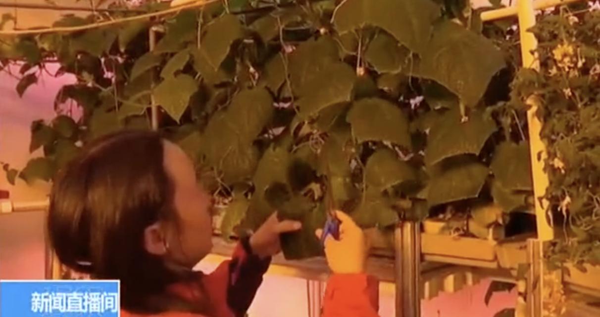 中国的种菜天赋要多离谱,中国种菜天赋惊呆外国人解说