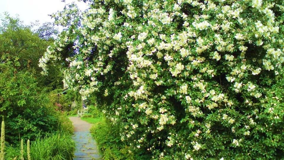 彼得兔的花园该怎么做,彼得兔的花园视频