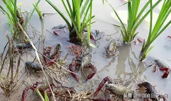 维d和钙是智商税吗,维生素d钙片致癌是真的吗