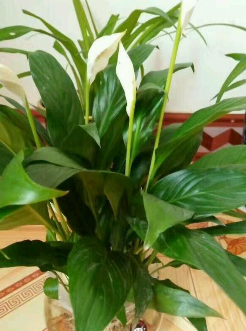 白掌长出新叶马上就发黑什么原因,白掌黑叶的原因