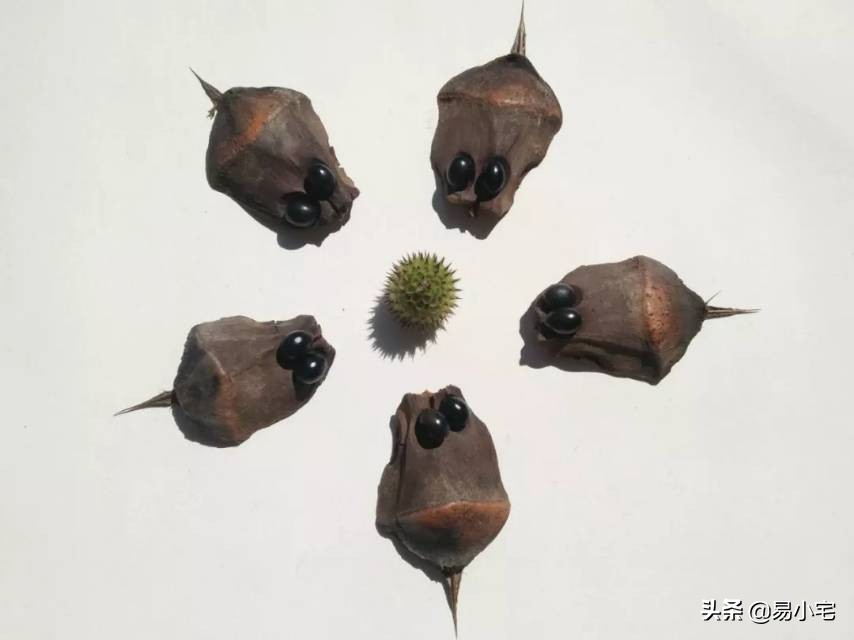 阿土｜荒野生活/从城市白领到山中野人