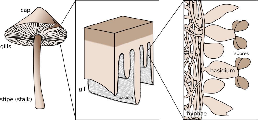 山海情里面的蘑菇是什么菇,山海情中的蘑菇是什么品种