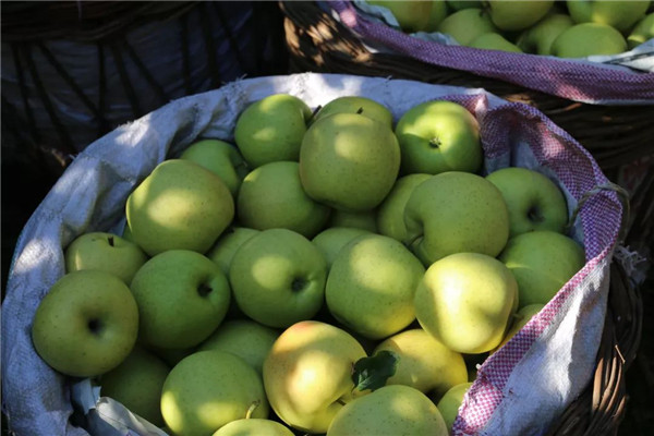 「密云农业」终于等到你，还好没放弃！黄元帅苹果上架开售了