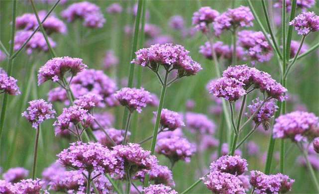 植物都有哪些奇妙之处,植物的奇特现象有哪些