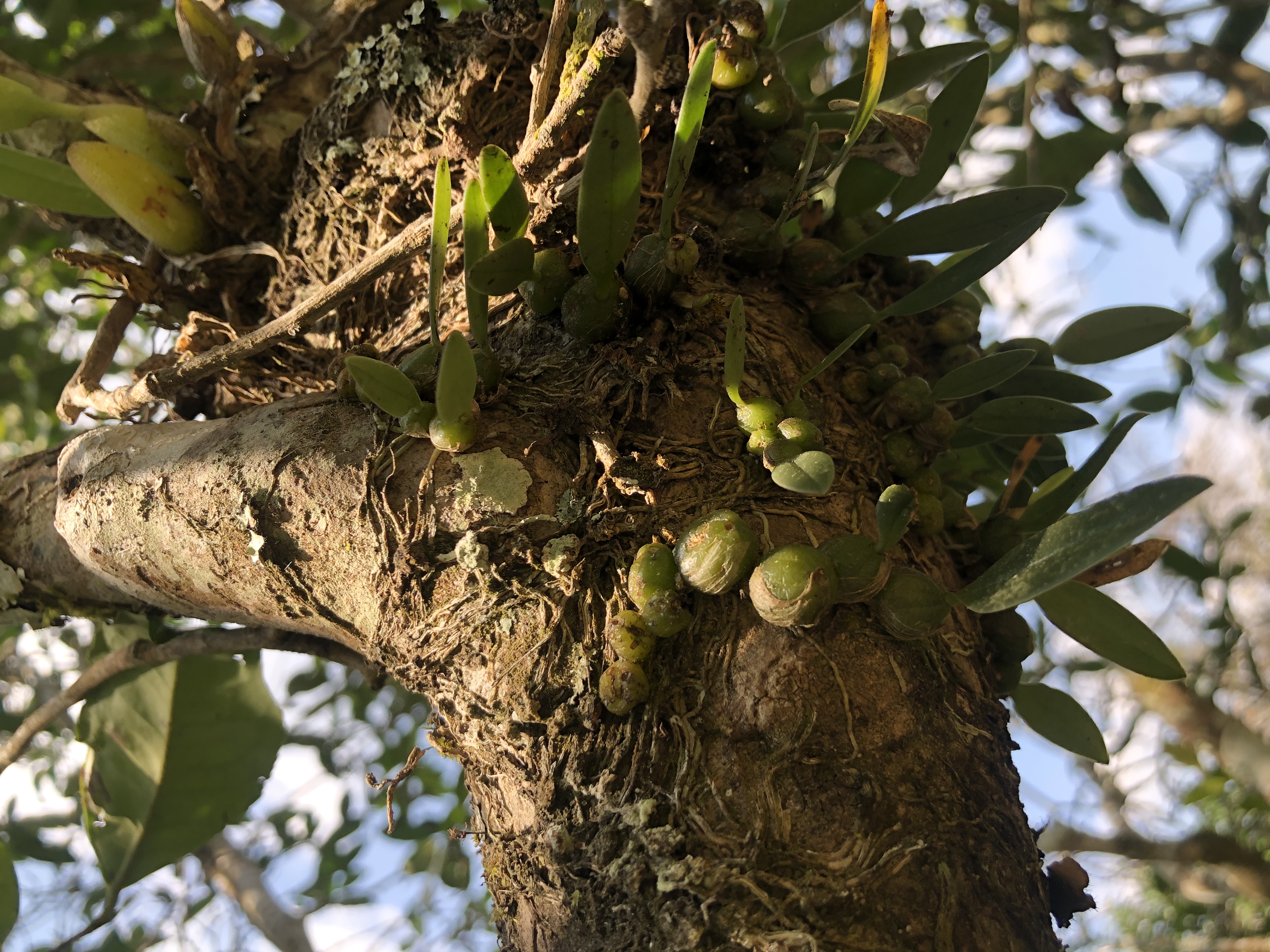 品饮普洱茶技巧,普洱茶锁喉咽喉不舒服怎么办