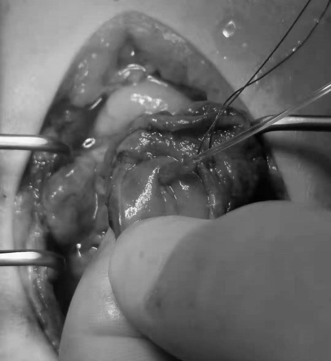 猫咪到底为什么绝育后还会发情呢?