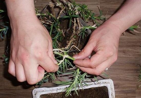 康乃馨如何繁殖和扦插图解,盆栽康乃馨扦插方法视频大全