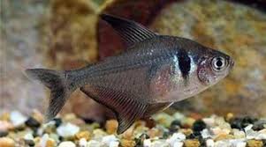 草缸灯鱼专用灯,草缸专用灯防太阳