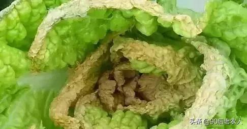 娃娃菜烧心烂心怎么防治,大白菜干烧心是什么原因造成的
