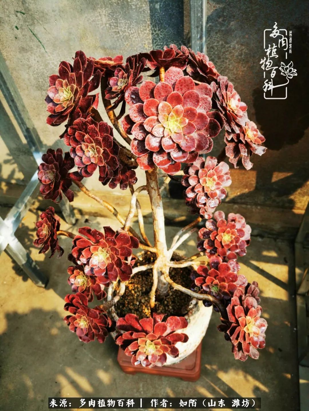 凤凰涅槃,浴火重生!多肉法师圣斗士们的秋天!(附养护经验)