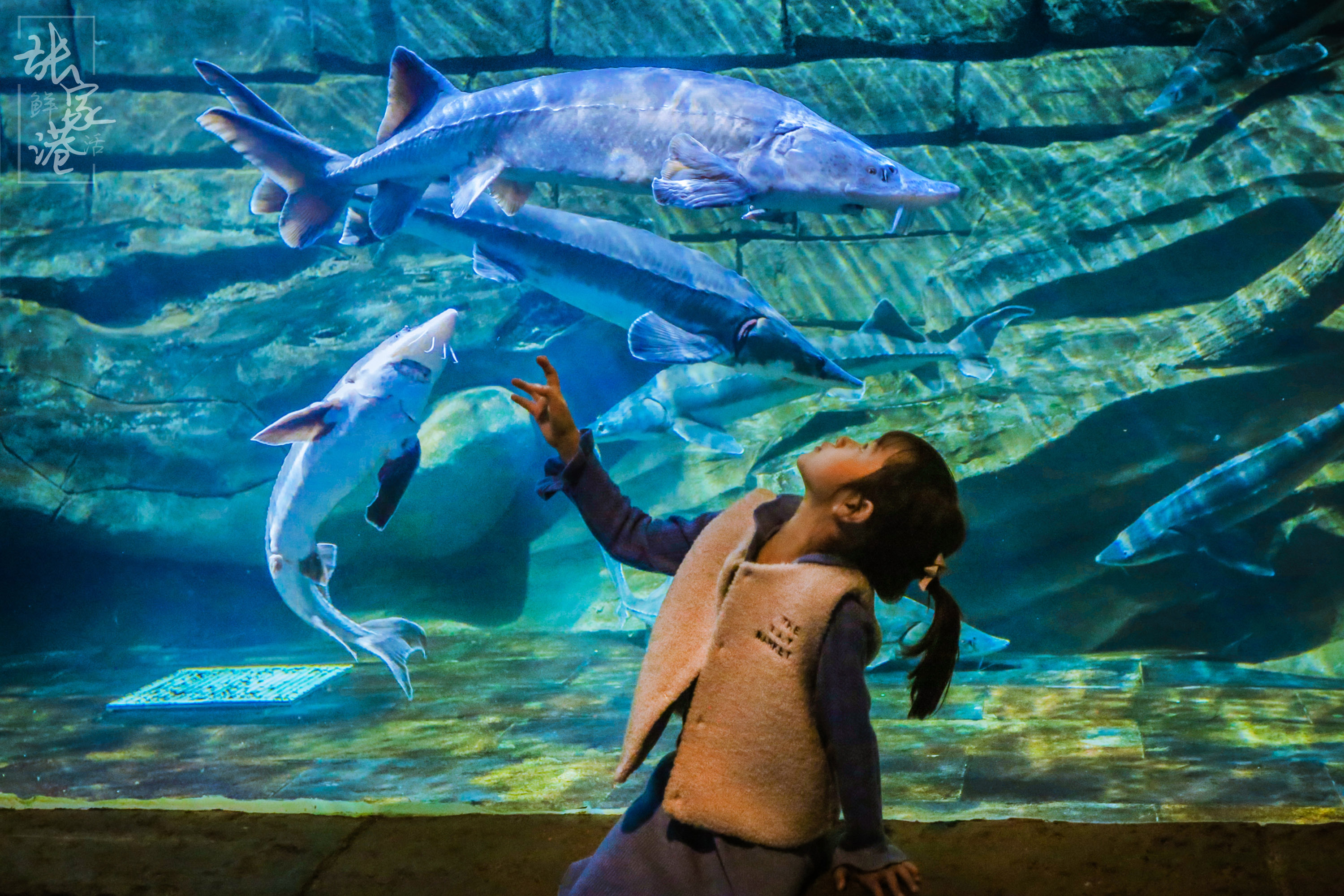 张家港的这座商场里竟然藏了这么大的海洋馆，一天电费高达一万元