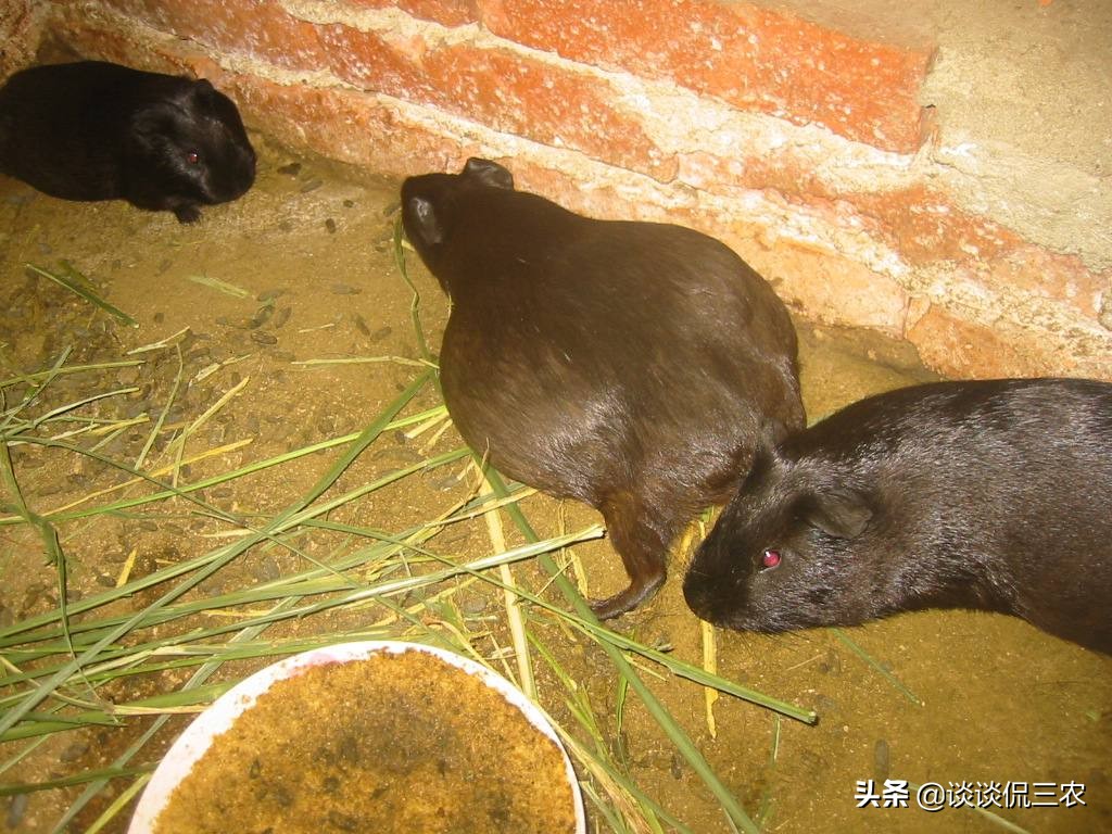 一个月繁殖一次的宠物,一个月生一窝的兔子