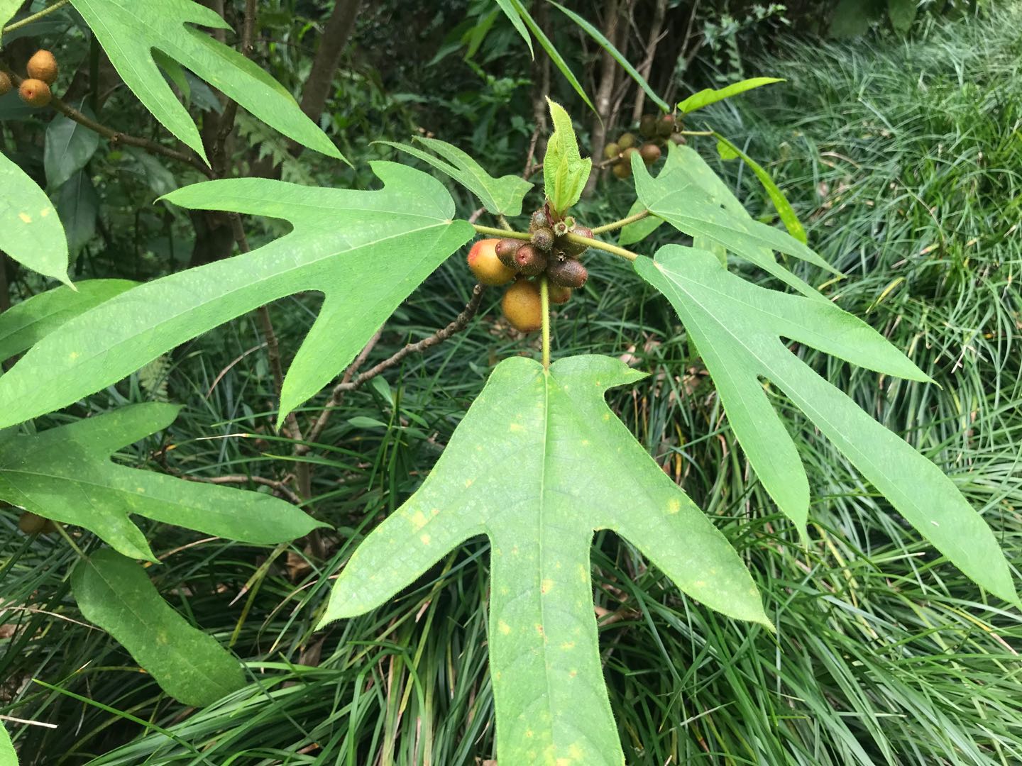 五指毛桃黄芪太子参,五指毛桃人参功效