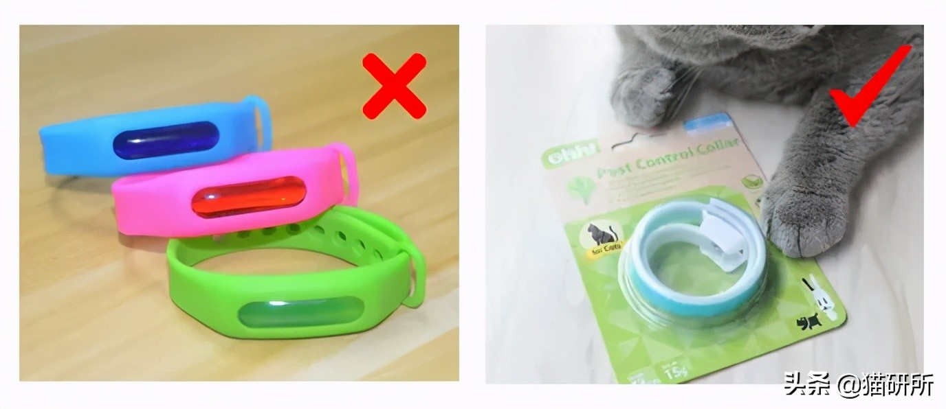 猫咪项圈对猫咪有危害吗,猫项圈给猫咪带来的危害