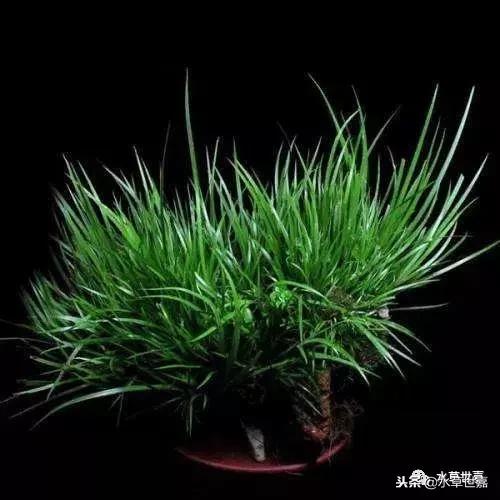 30cm水陆缸适合养什么,水陆缸植物前景中景后景搭配介绍