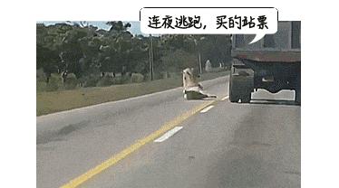 食人蚁袭击人类,一口气看完食人蚁袭击人类