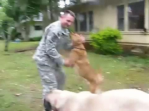 狗狗跟主人疯闹兴奋又扑又咬,狗狗不凶它它就不听话怎么办