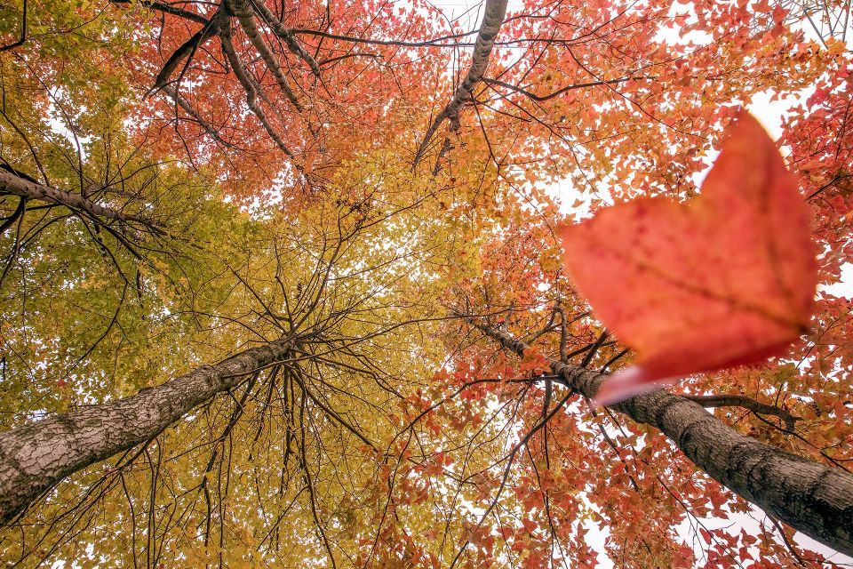 从桂林到阳朔游漓江,桂林竹筏游漓江价格